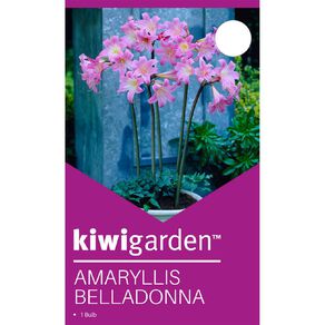 Kiwi Garden Amaryllis Belladonna 1 Pack