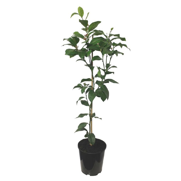Citrus Meyer Lemon Dwarf 4.7L Pot, , hi-res