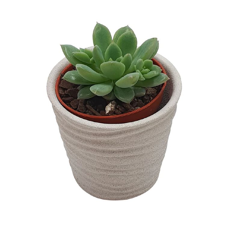 Succulents in Ceramics, , hi-res