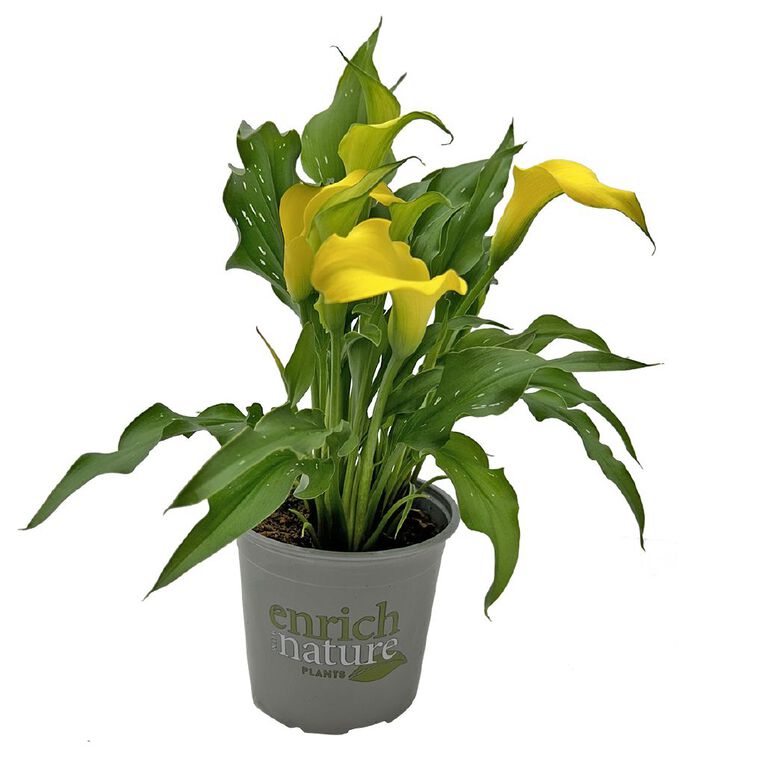 Zantedeschia 13cm, , hi-res