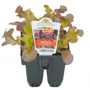 Growfresh Lettuce Red Oak