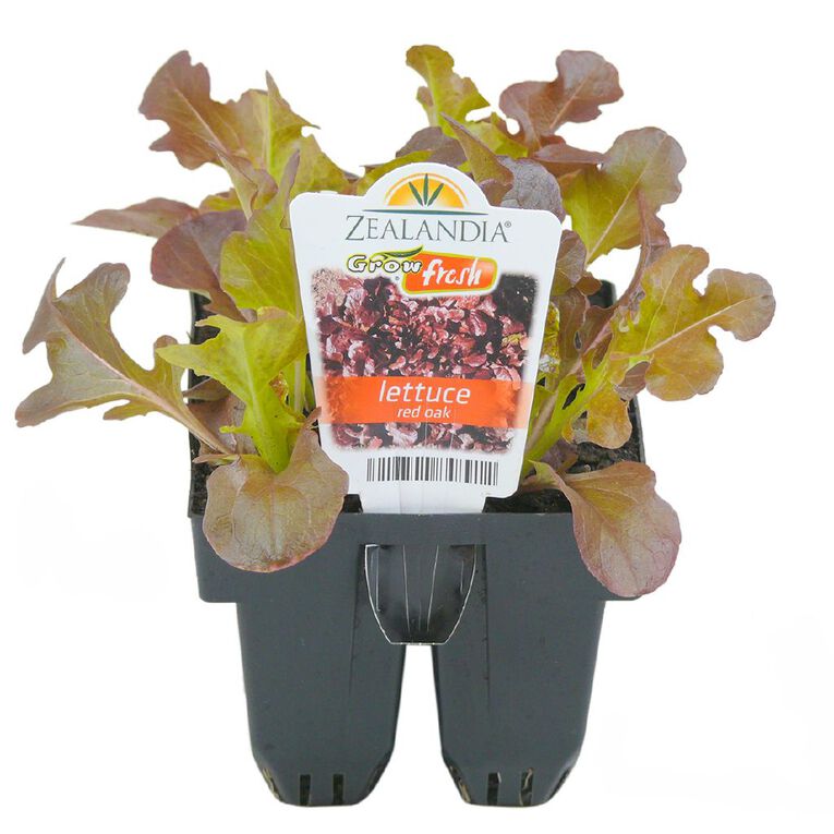 Growfresh Lettuce Red Oak, , hi-res
