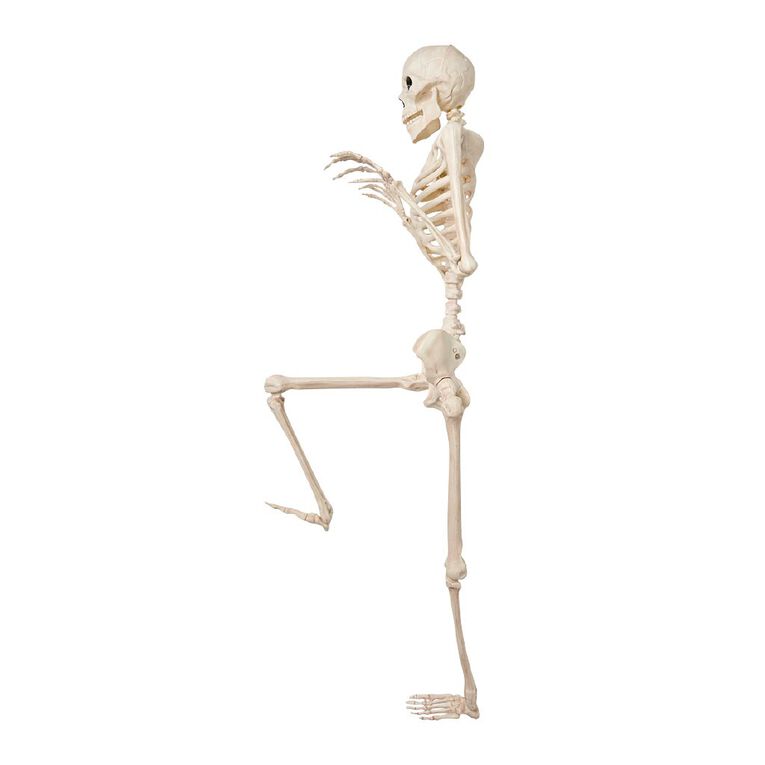 Seasons Pose-n-Stay Skeleton 152cm, , hi-res