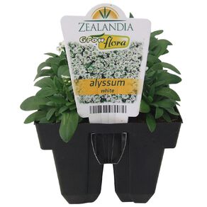 Growflora Alyssum White