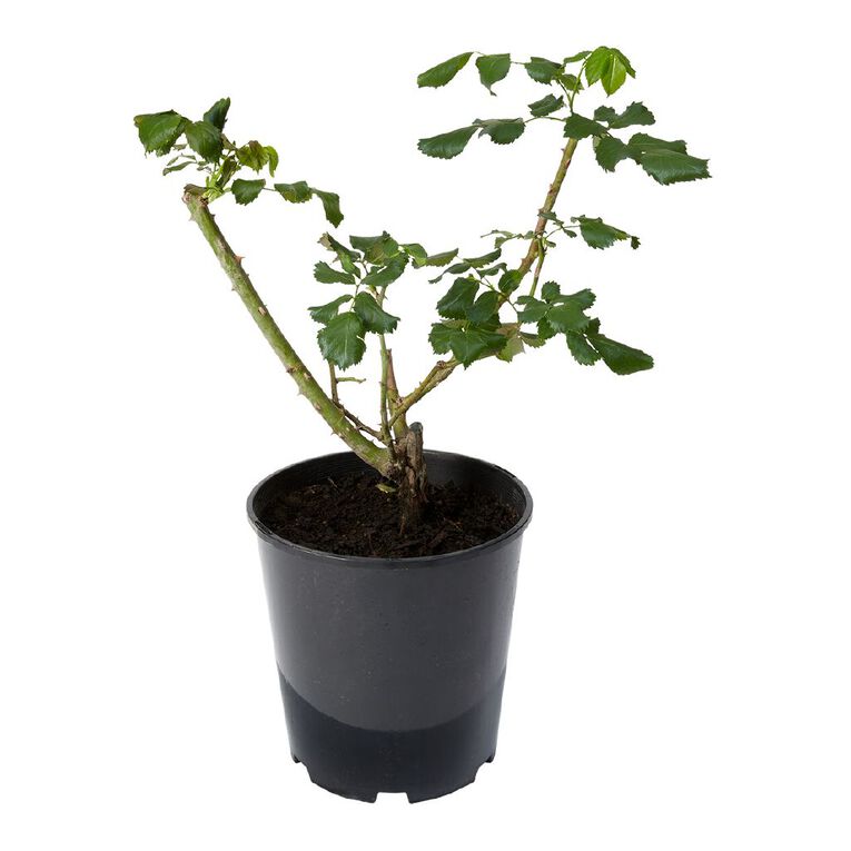 Kiwi Garden Old English Rose Potted, , hi-res