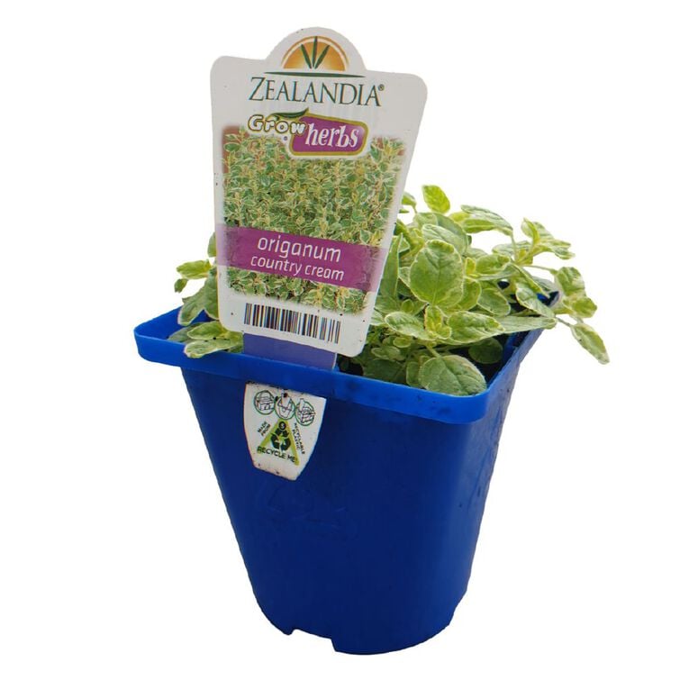Growherbs Origanum Country Cream, , hi-res