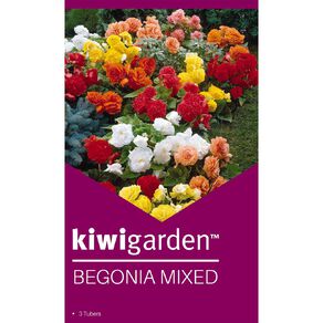 Kiwi Garden Begonia Tuber Mixed Colour 3PK