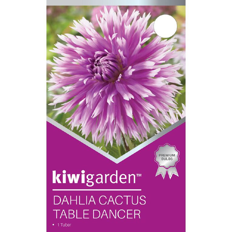 Kiwi Garden Dahlia Cactus Type 1 Pack, , hi-res