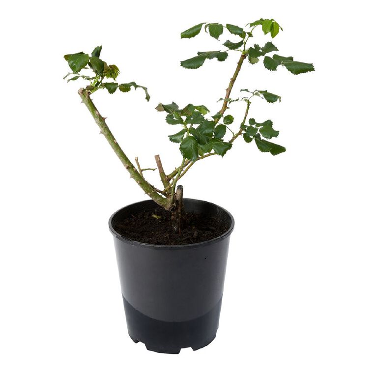 Kiwi Garden Climber Rose Potted, , hi-res