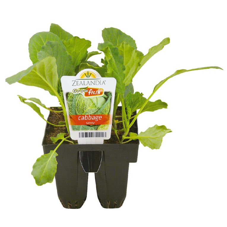 Growfresh Cabbage Savoy, , hi-res