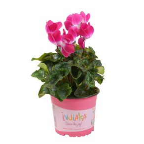 Cyclamen Indiaka