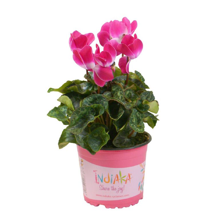 Cyclamen Indiaka, , hi-res