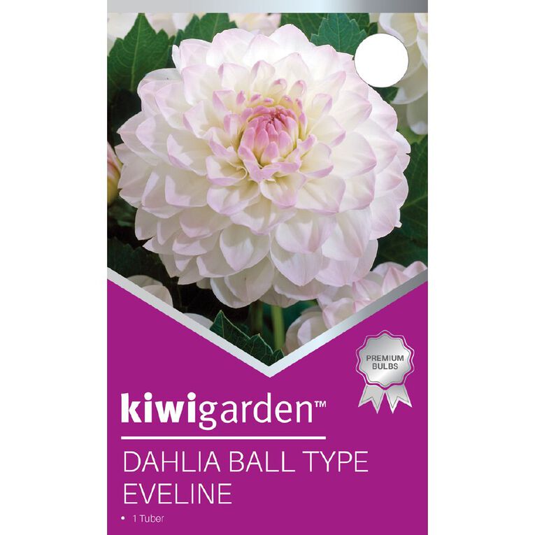 Kiwi Garden Dahlia Ball Type 1 Pack, , hi-res