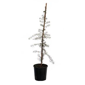 Podocarpus Totora 3.3L