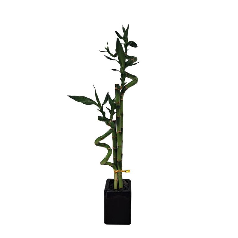 Lucky Bamboo, , hi-res