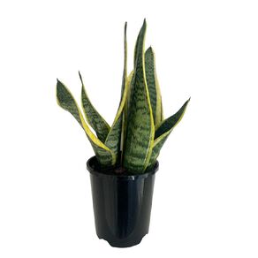 Indoor Sansevieria Futura 15cm Pot