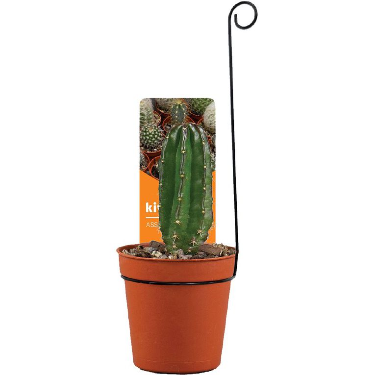 Cacti Assorted 5.5cm Pot, , hi-res