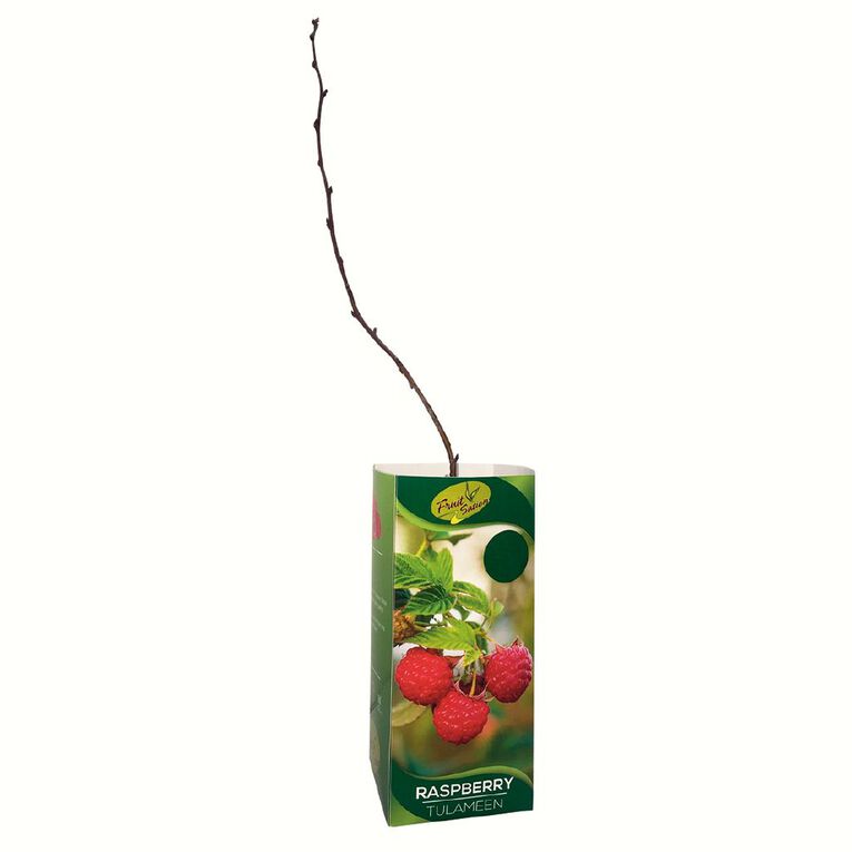 Fruit Sation Berry Fruit Raspberry Tulameen, , hi-res
