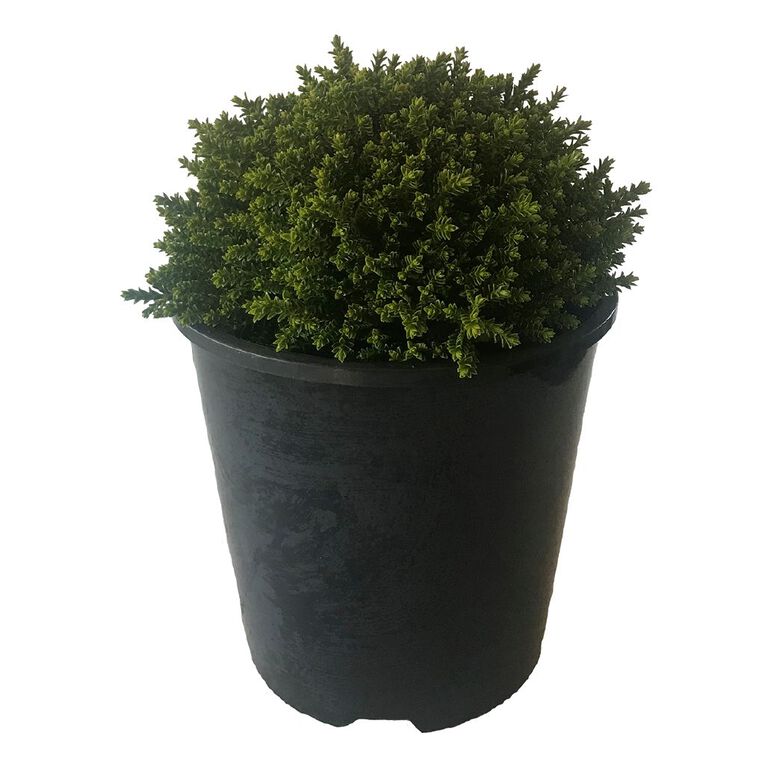 Hebe Emerald Gem Potted Plant 1.9L, , hi-res