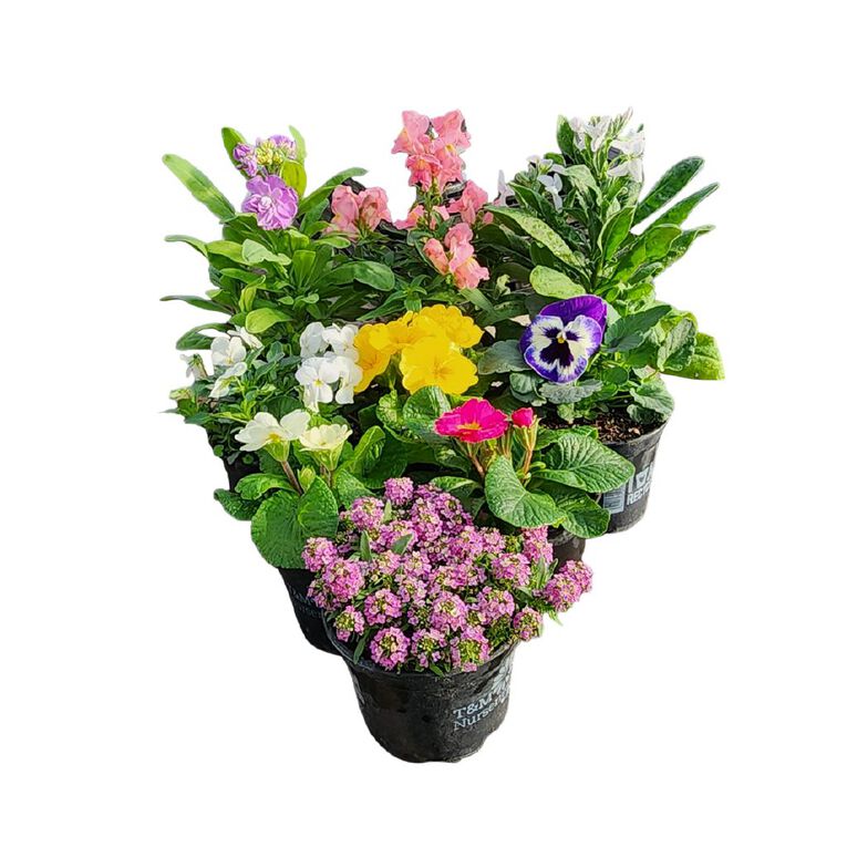 Potted Colour, , hi-res