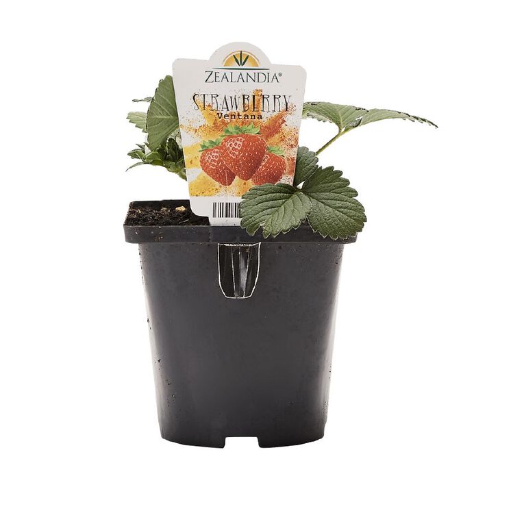 Single Strawberry Assorted 10cm Pot, , hi-res