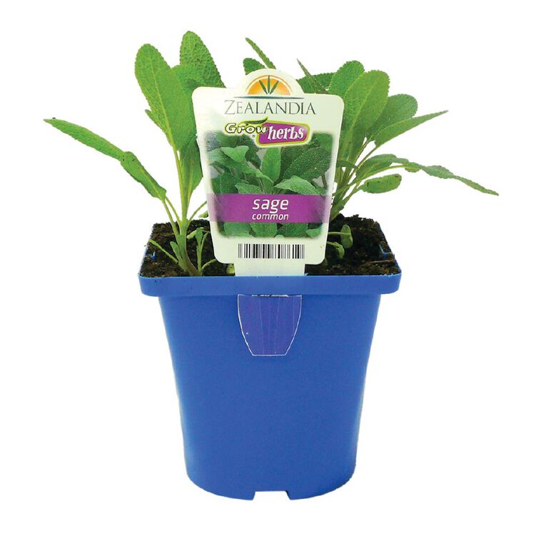 Growherbs Sage Common, , hi-res