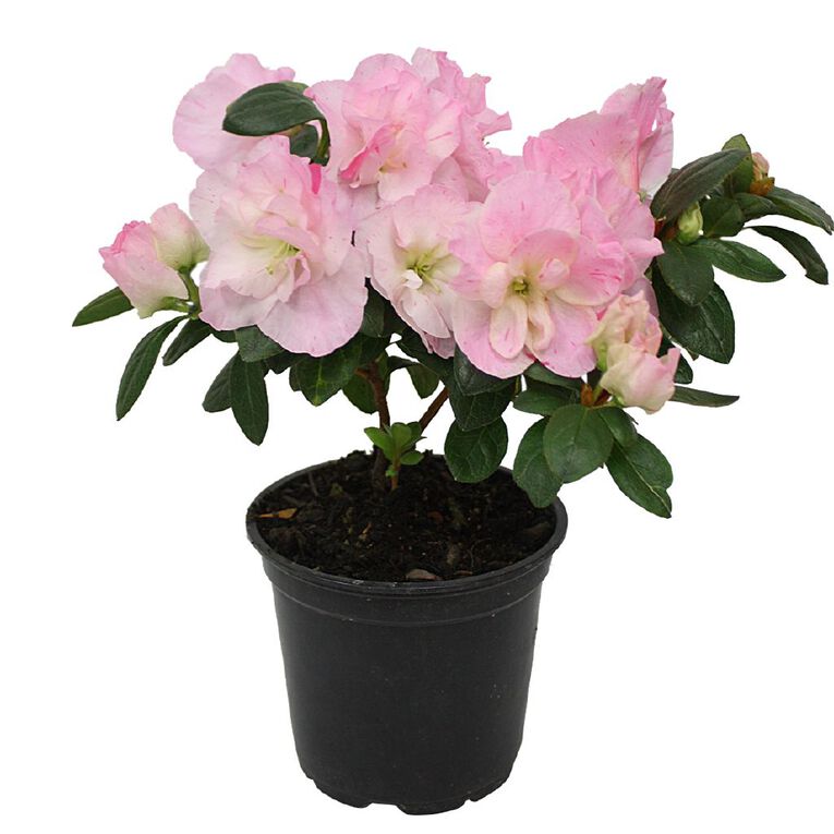 Azalea Assorted 12.5cm, , hi-res