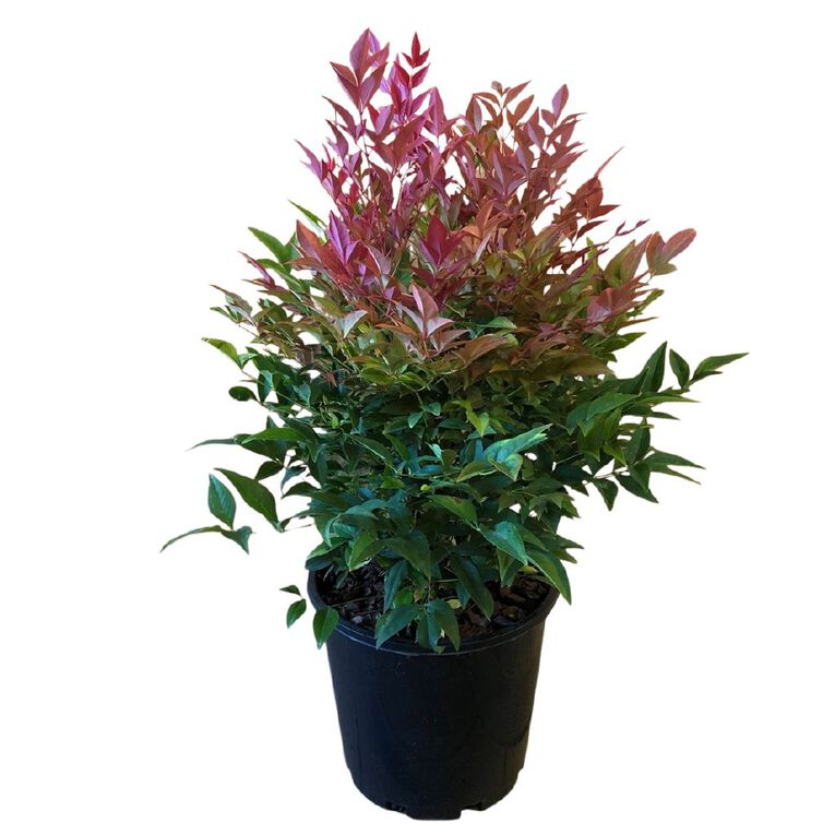 Nandina Obsession, , hi-res