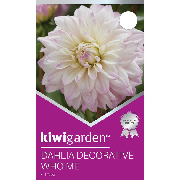 Kiwi Garden Dahlia Decorative Type 1 Pack, , hi-res