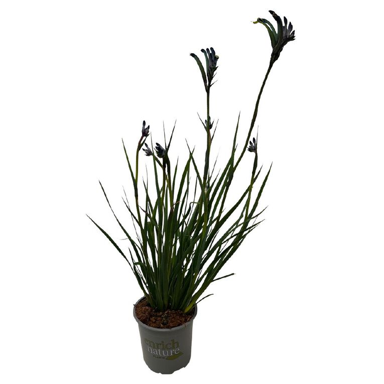 Anigozanthos Masquerade 13cm, , hi-res