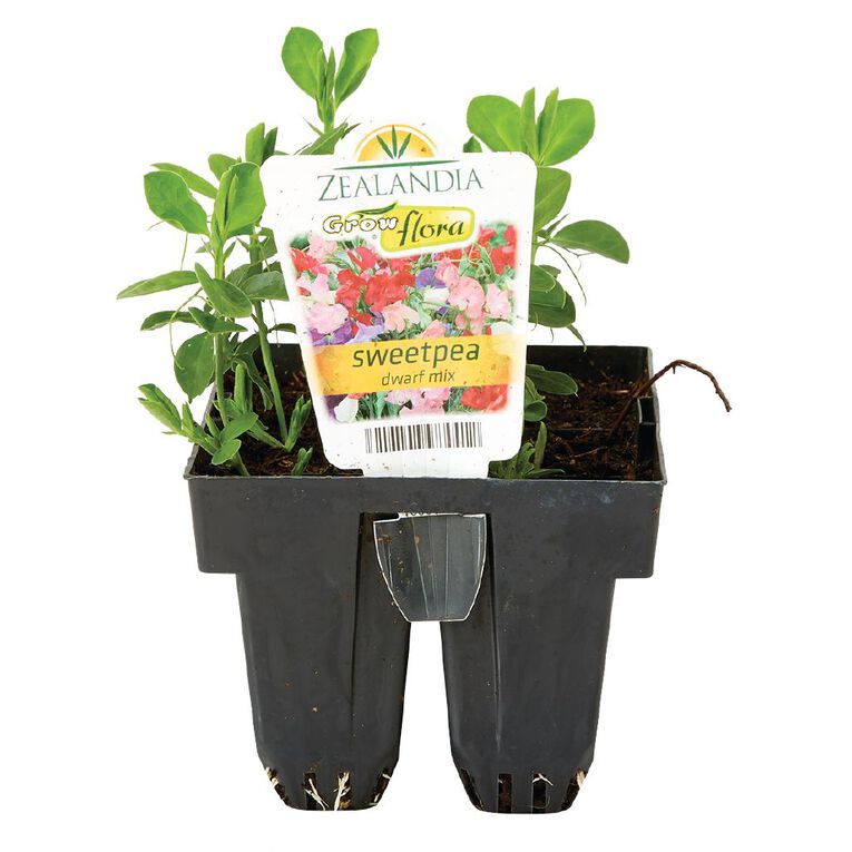 Growflora Sweet Pea Dwarf Mix, , hi-res