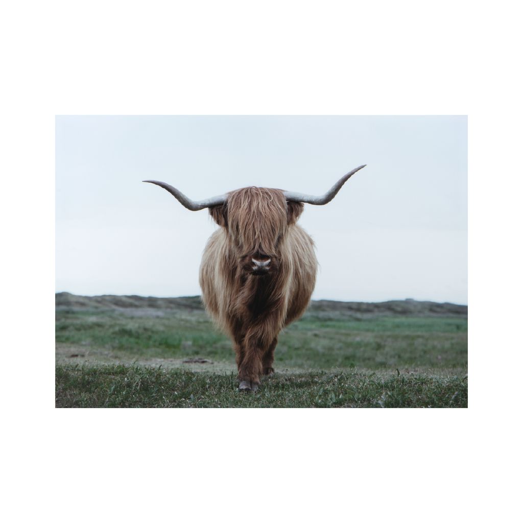 Happy Frames Wall Art Canvas Rustic Highland Cow 97x70cm