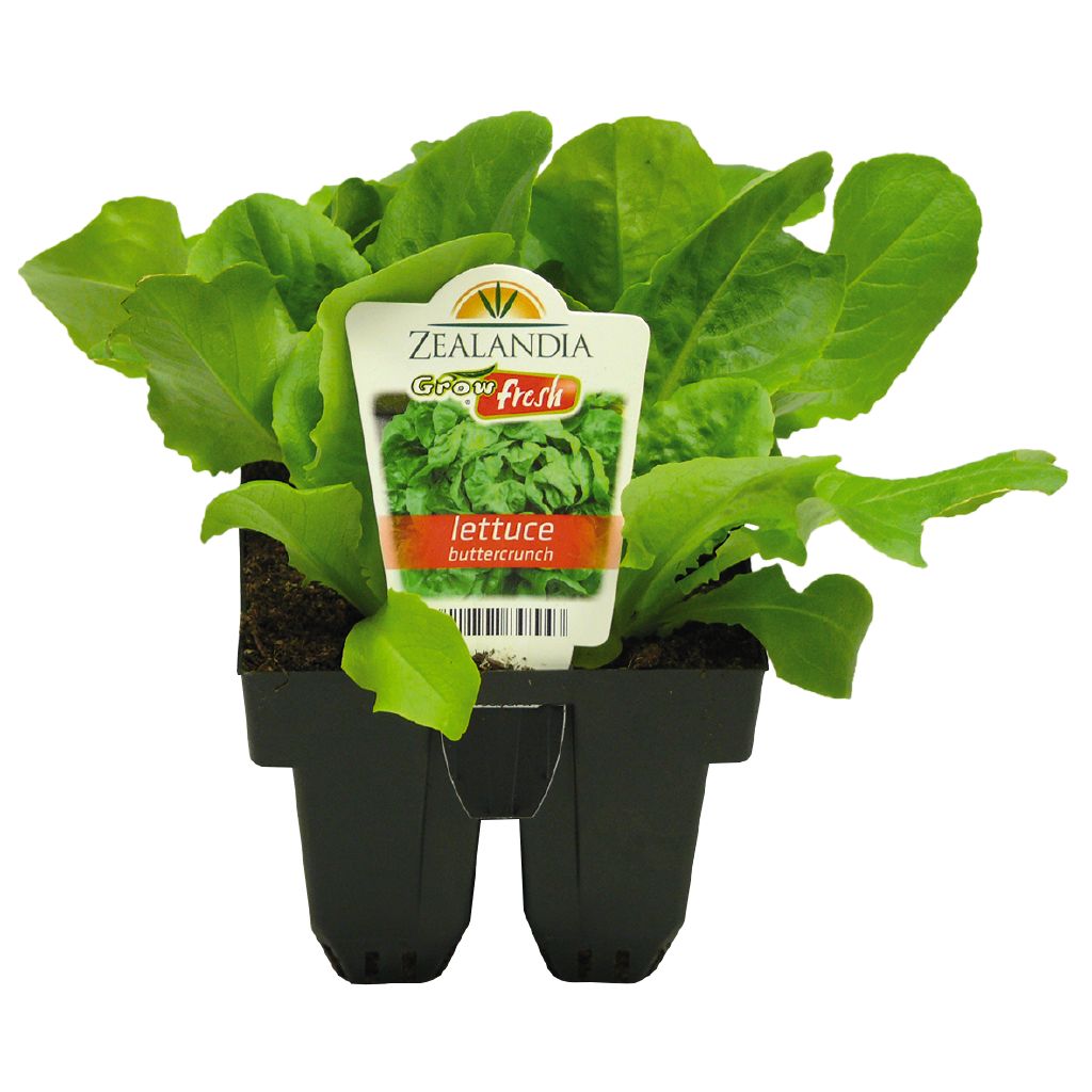 Growfresh Lettuce Buttercrunch The Warehouse