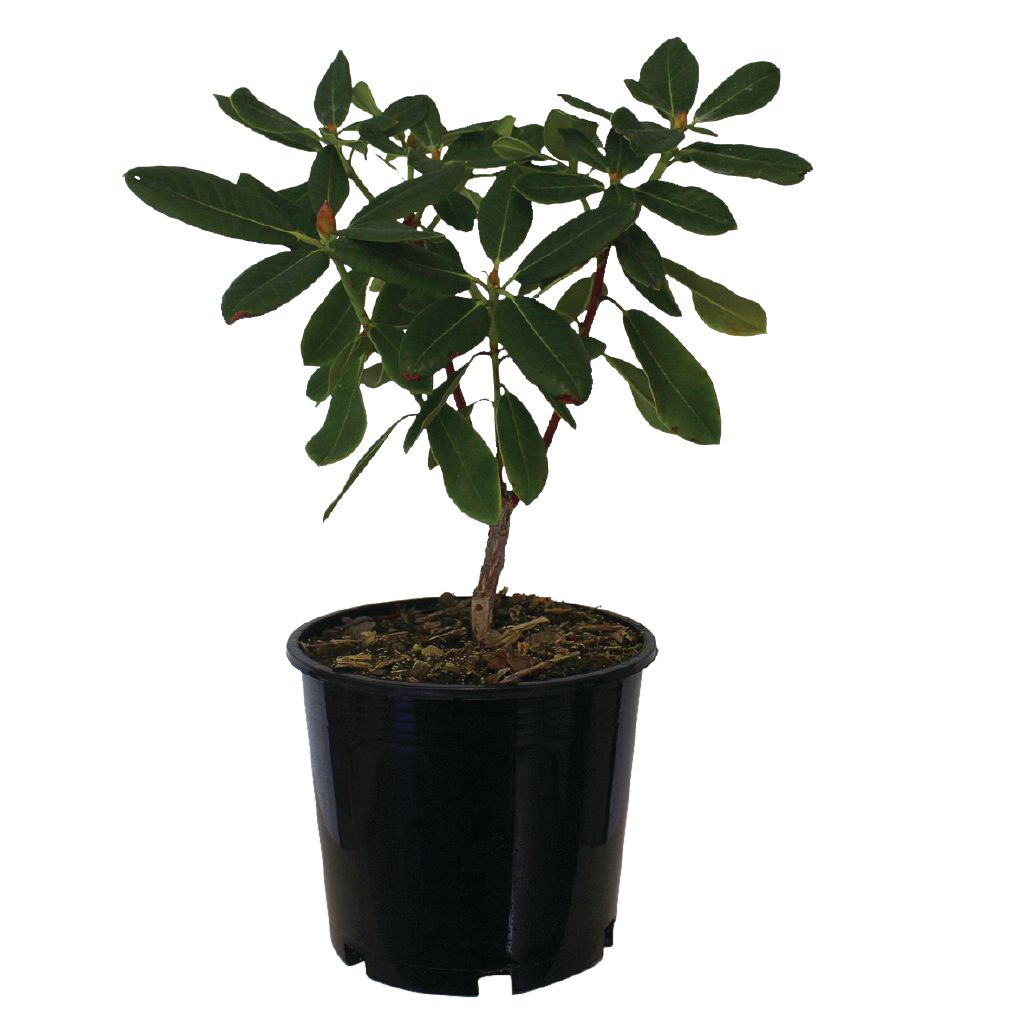 Rhododendron Potted Plant 2.5L Assorted Assorted The Warehouse