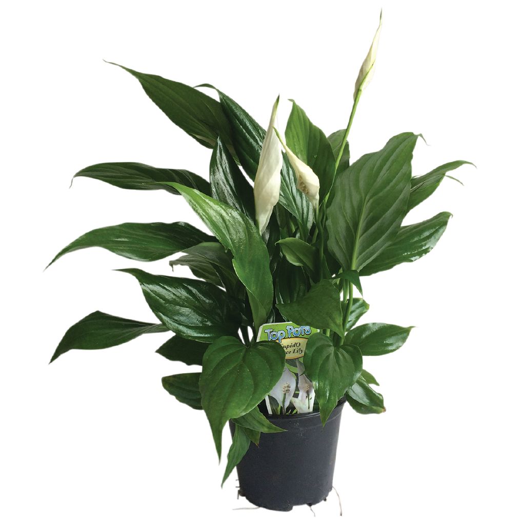 Spathiphyllum Cupido Peace Lily 10cm Pot The Warehouse